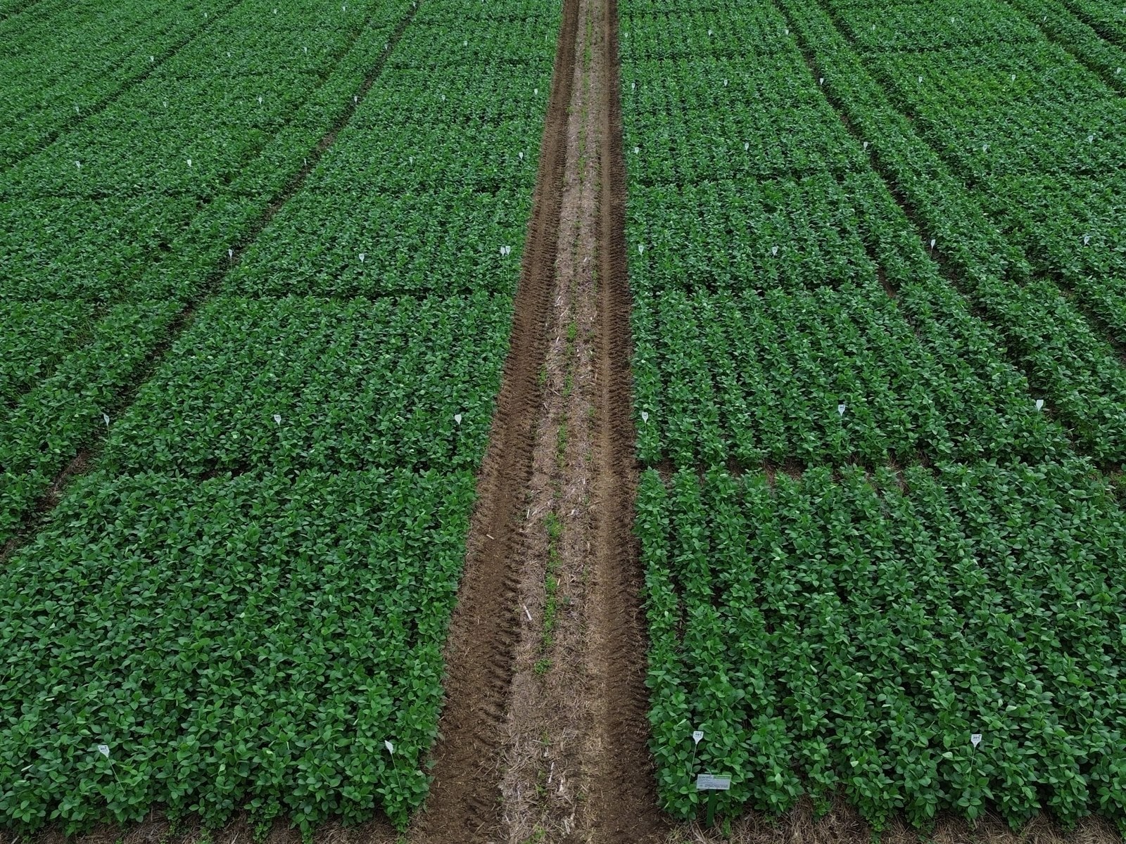 Ensaio a campo em avaliação