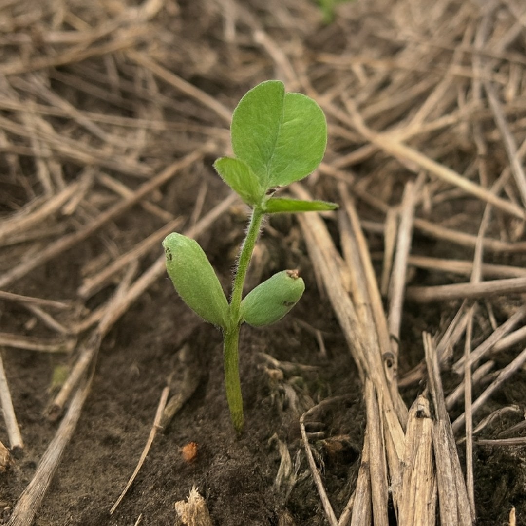 Avaliação de nutrição e fisiologia de plantas
