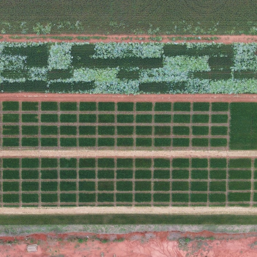 Vista aérea da malha de parcelas experimentais da BW